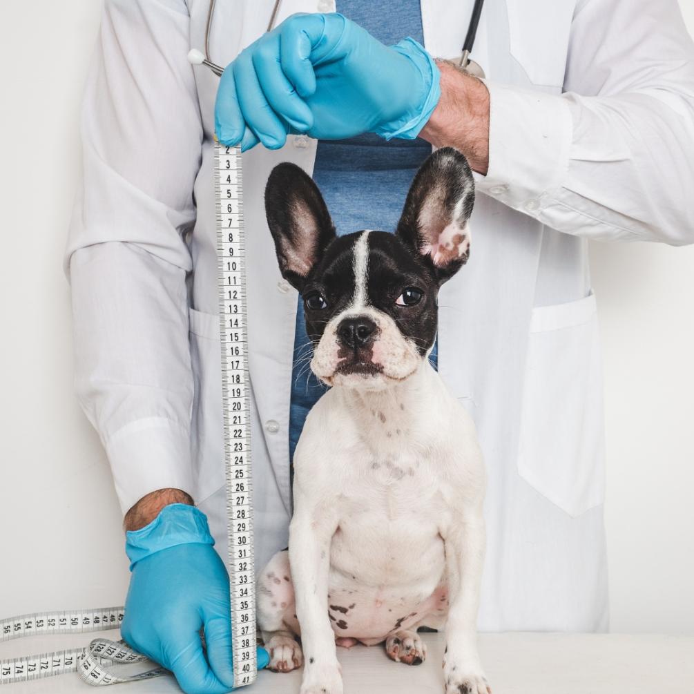 A Veterinarian measuring a dog with a tape measurer from scrub pro uniforms.